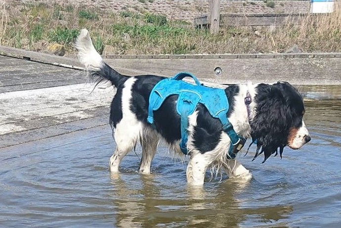 ondersteuning Ontcijferen Geduld Het nut van een hondenzwemvest en borsttuigje – Honden aan Boord