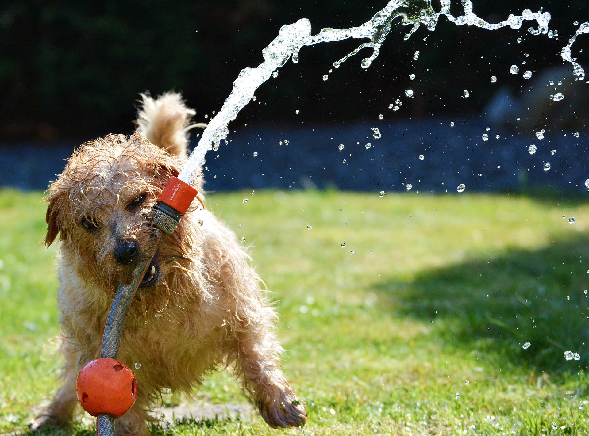 generatie Wat is er mis Deens Spelen met de waterslang – leuk of gevaarlijk – Honden aan Boord